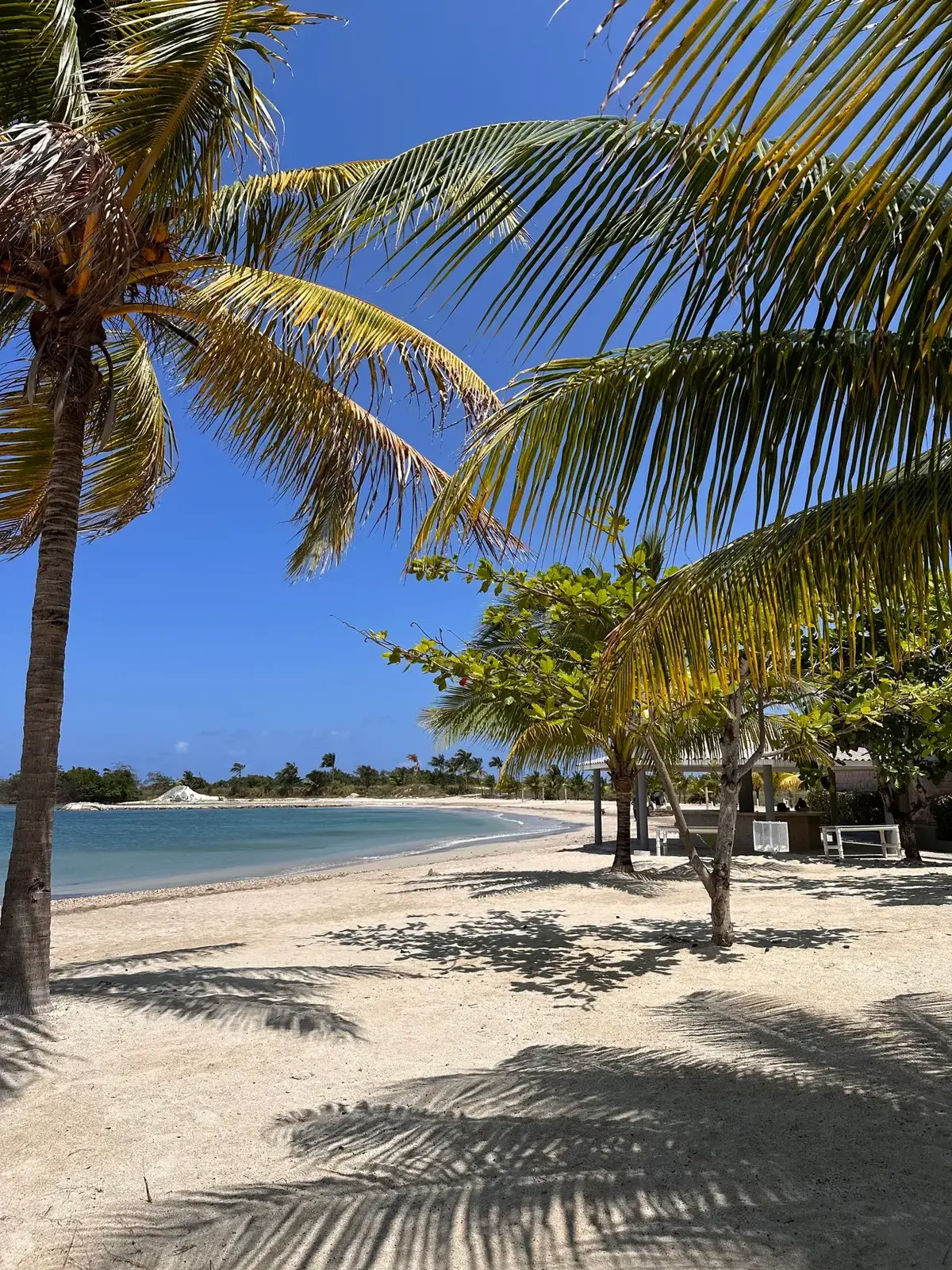 Palm-lined tropical beach in Jamaica